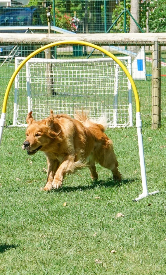 Un cane lavora in campo con la sua educatrice