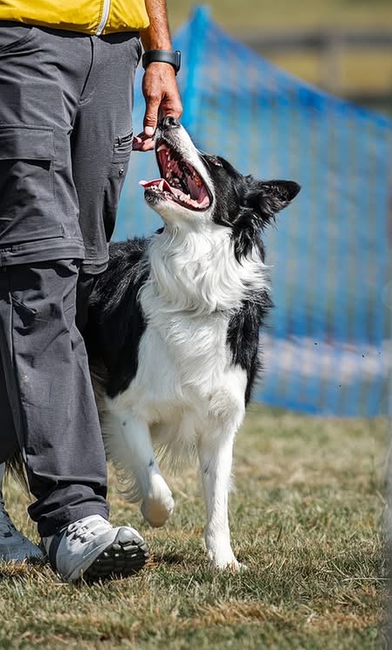 Un cane in obedience segue il conduttore