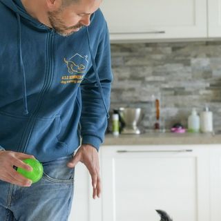 Un operatore ScodinzolHouse lavora in casa con un border collie