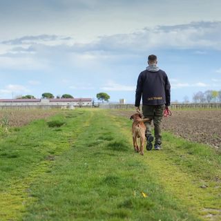 Persona e cane camminano su un prato sotto il cielo aperto
