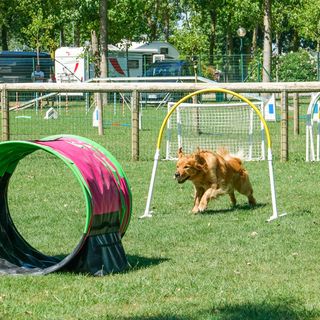 Cane fulvo che corre fra gli attrezzi in un campo dentro un campeggio