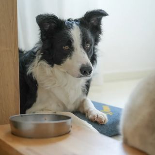 Border collie e gatto davanti alle ciotole, in casa