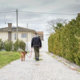 Cane al guinzaglio che cammina accanto alla persona