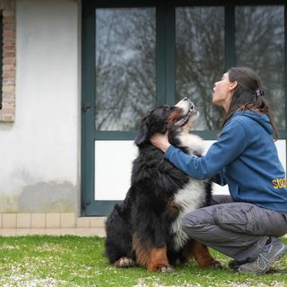 Bovaro del Bernese accarezzato da un educatrice