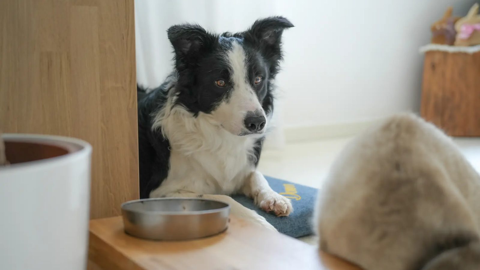 Border collie e gatto davanti alle ciotole, in casa