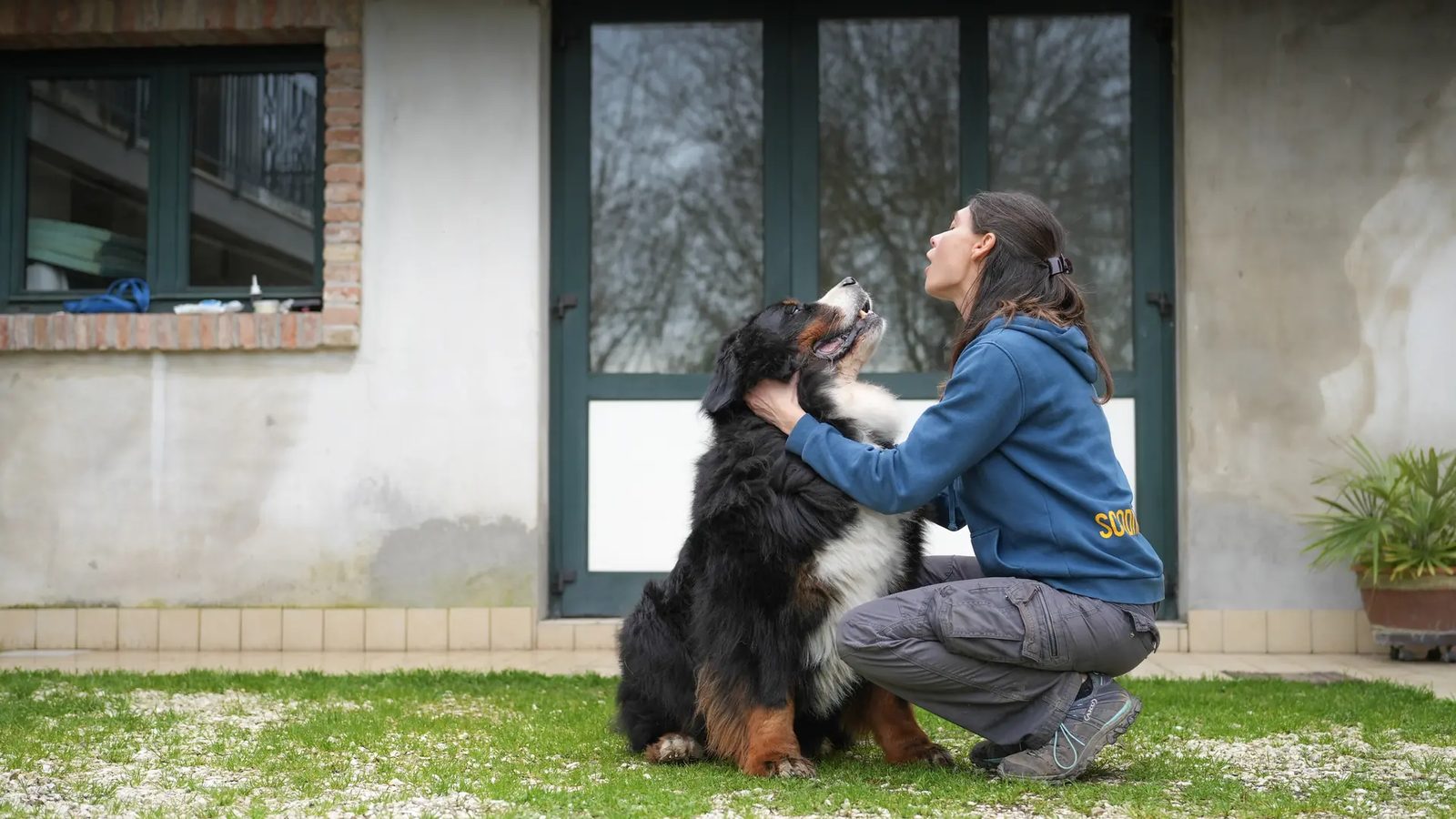 Bovaro del Bernese accarezzato da un educatrice